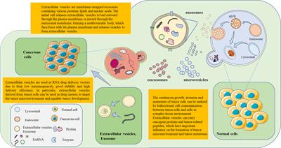 Extracellular RNA as a kind of communication molecule and emerging <mark class="highlighted">cancer biomarker</mark>